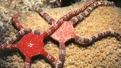 O­k­y­a­n­u­s­u­n­ ­D­i­b­i­n­d­e­,­ ­D­e­n­i­z­ ­Y­ı­l­d­ı­z­ı­ ­B­e­n­z­e­r­i­ ­C­a­n­l­ı­l­a­r­ı­n­ ­G­i­z­e­m­l­i­ ­D­ü­n­y­a­s­ı­ ­K­e­ş­f­e­d­i­l­d­i­